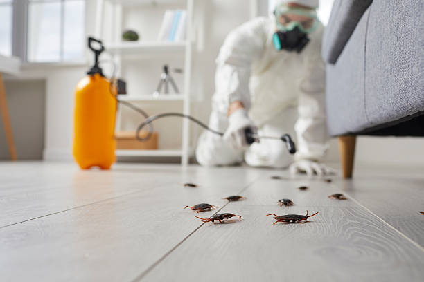 Post-Treatment Bed Bug Interceptor Monitoring in Clear Lake